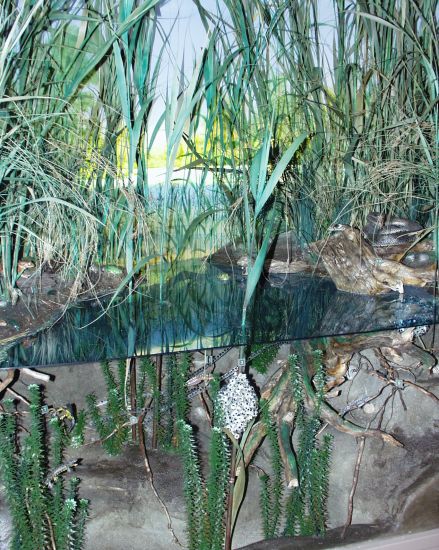 ../Images/010 Im Auwaldteich 11022004.jpg